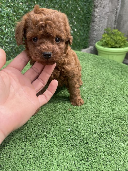 Мини Той пудел женско