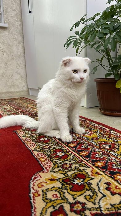 Турецкая ангора (вислоухая) — в подарок миска лоток витамины и шампунь