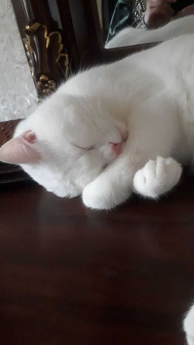 Продам кота Британская (скоттиш-страйт)