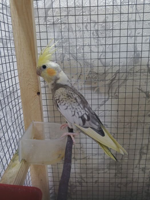 Корелла попугай toti kush korella popugay