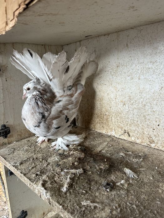 Disponibila pereche voltati indieni almond