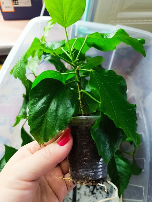 Продам укорененные черенки Гибискуса