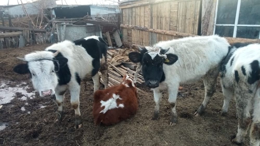 Продам корову с телёнком  бык, бычок,