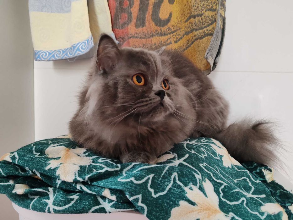Băiat British longue hair