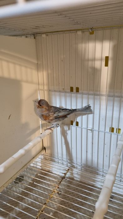 Canari timbrado floreado si alte specii