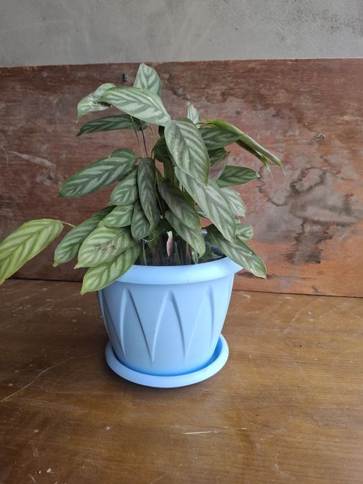 Продам комнатные цветы