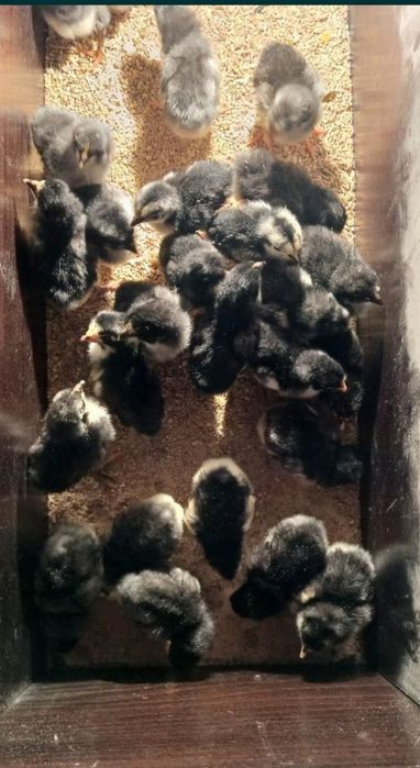 Gegant qora shaxzoda tuxumlari bor rasmdigi ota onalari