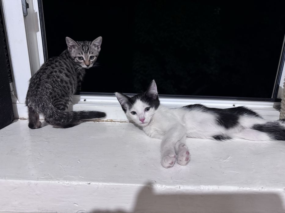 Котята 2 шт мальчик девочкк