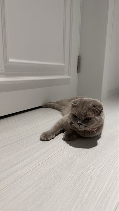 Скотиш вислоухая кошка самка