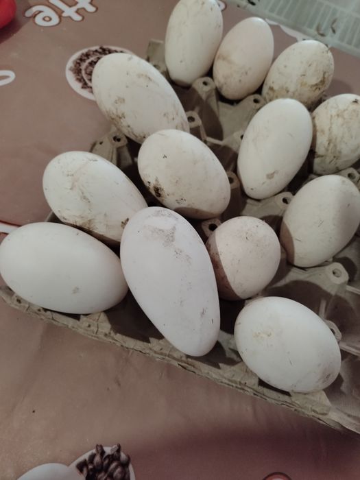 Ouă de gâscă românească