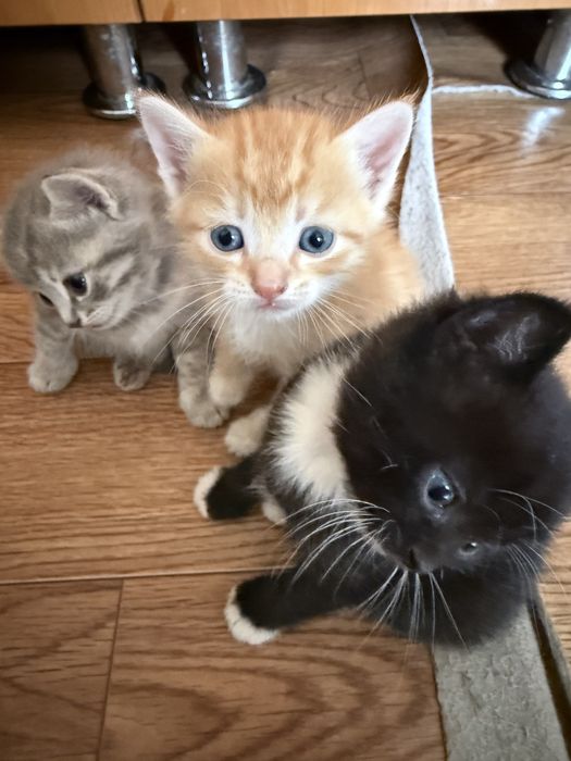 Отдам котят в добрые руки.