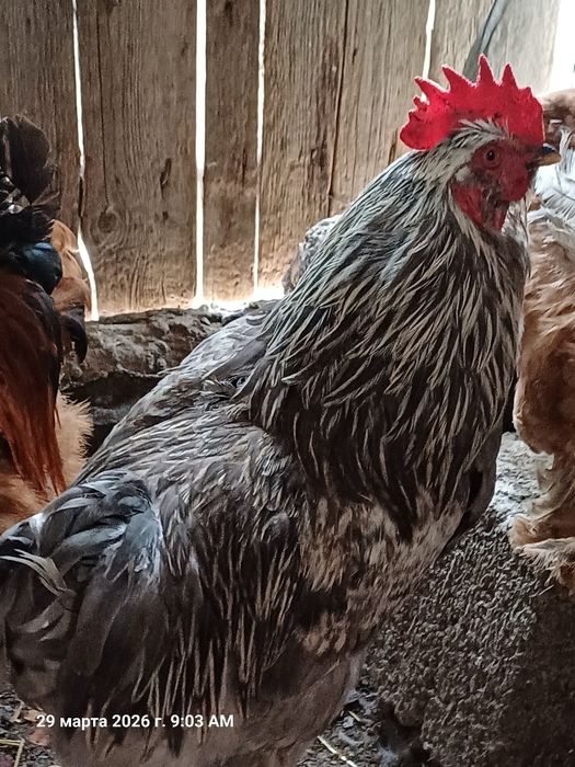 Кораз сатылады срочно