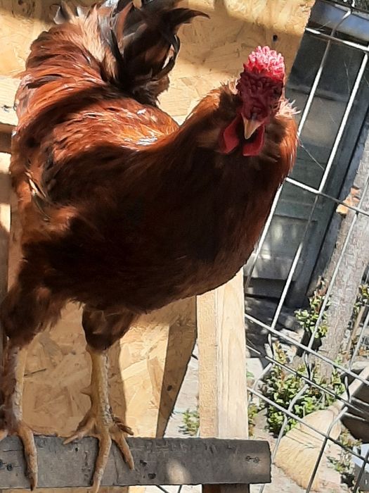 Pasari de casa de rasa