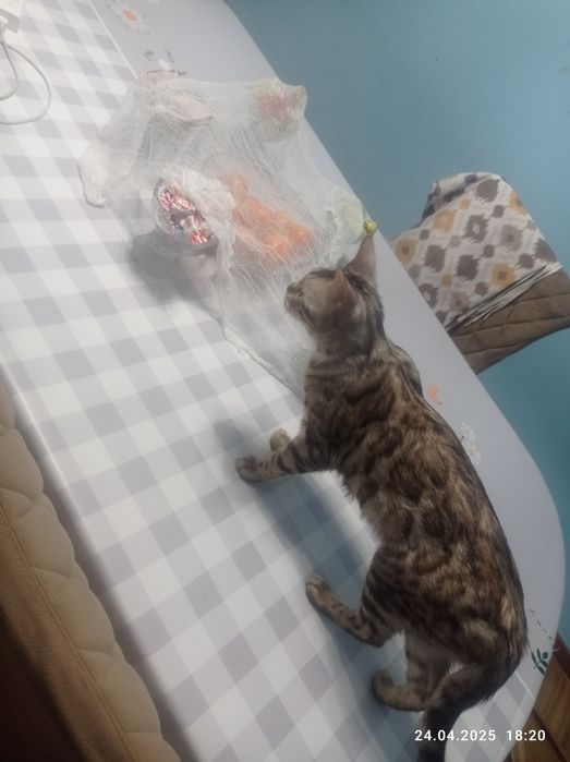 Кошка Бенгальский