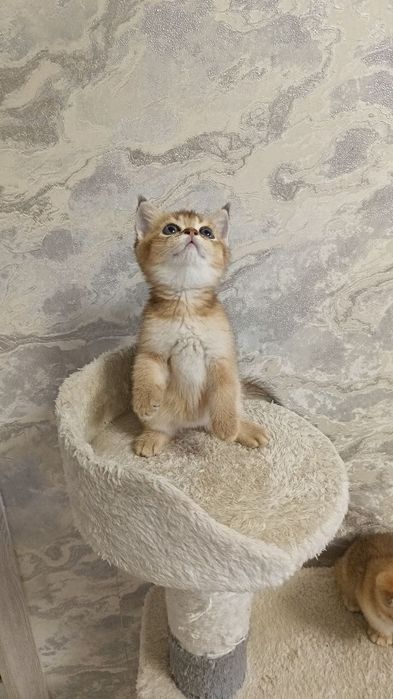 Продается котенок золотистая шиншилла