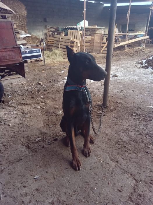 Продается собака, породы доберман.