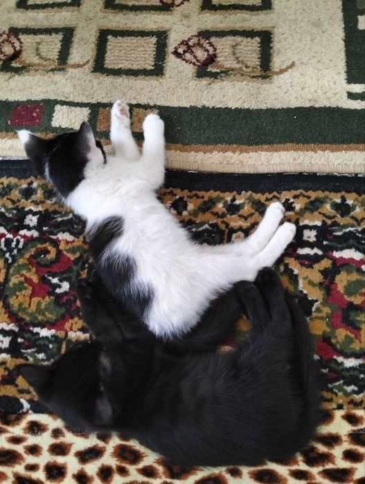 Отдам даром котят Карши