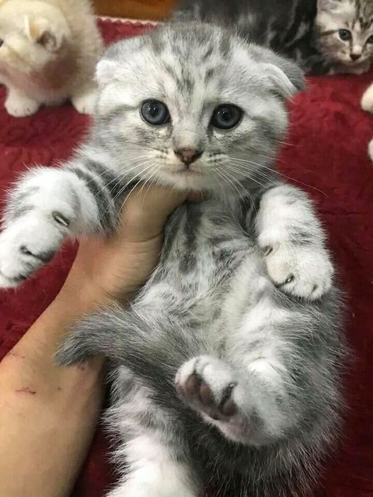 Шотландский вислоухий