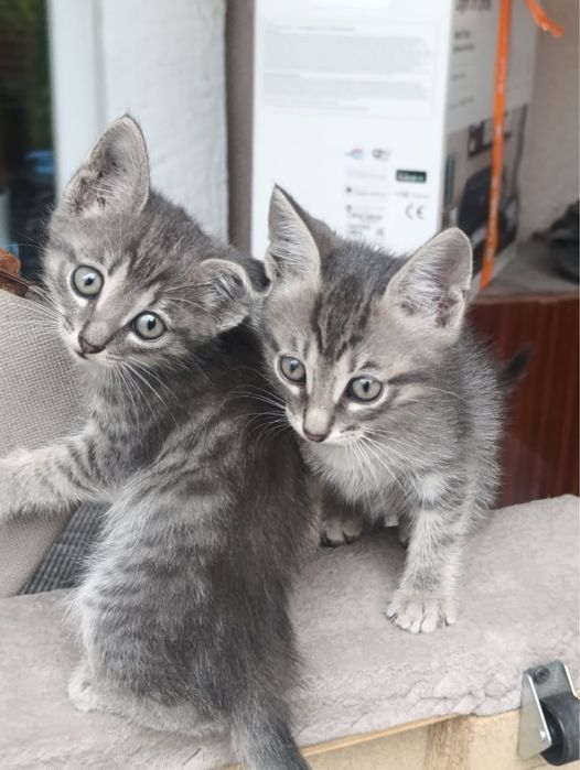 Котята ухоженые
