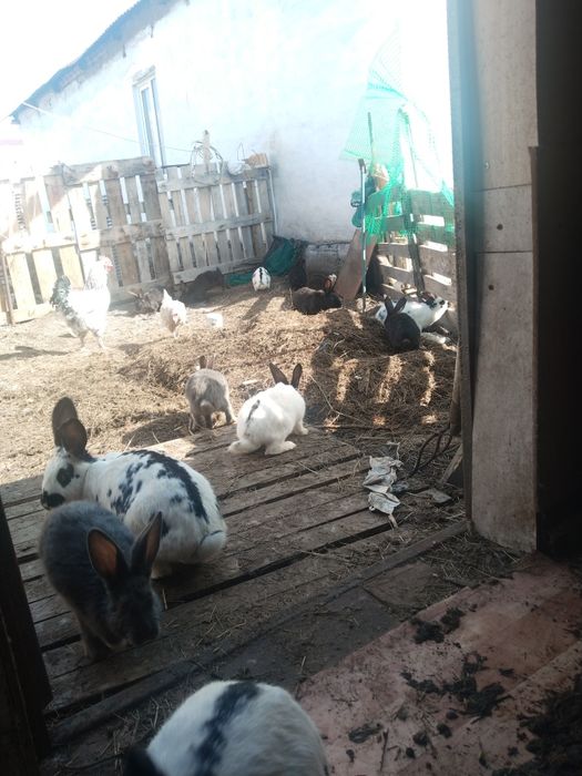 Продам  кролиуов