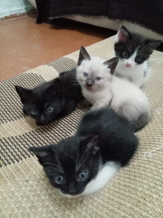 Отдам котят даром