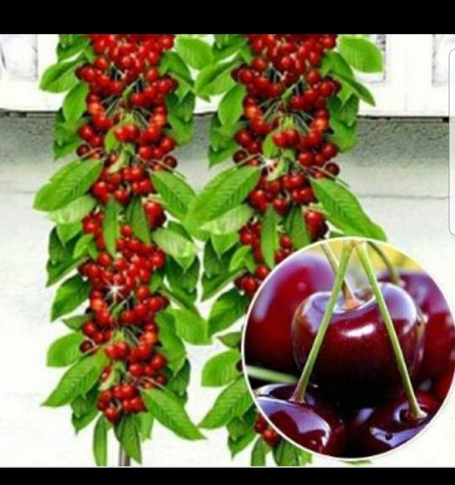 Pomi columnari fructiferi