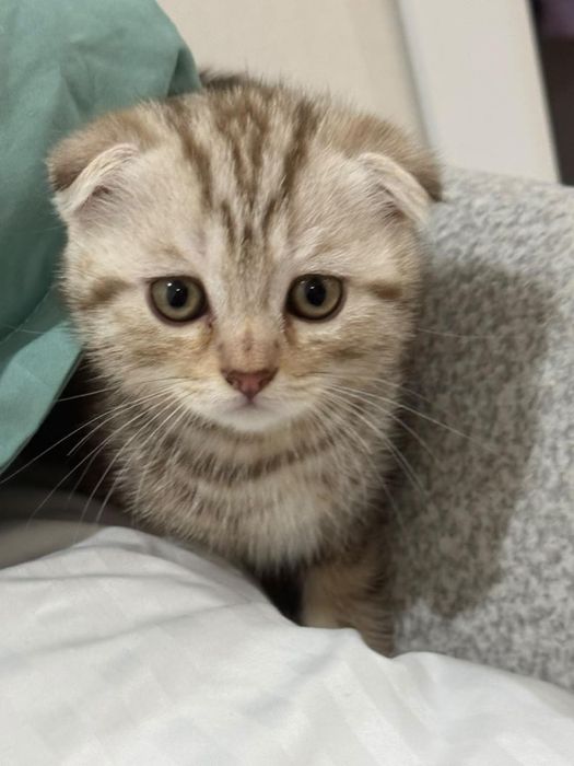 Шотландское кошка