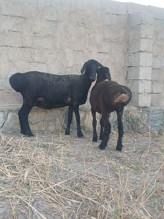 Ona bola sotladi