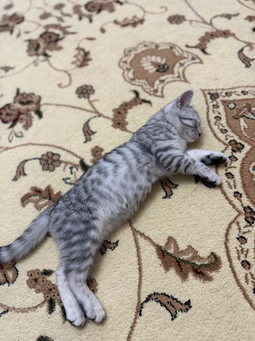 Отдам котика в добрые руки