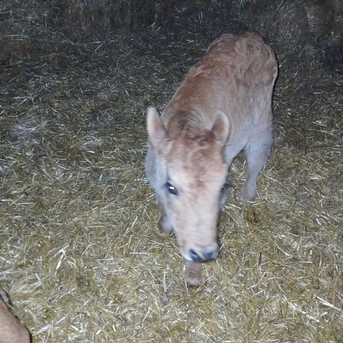 Телета мъжки и женски