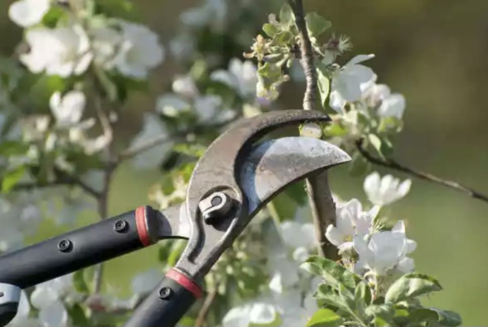 Мевалий дарахтларга шакл бериш. Дерева обрезка