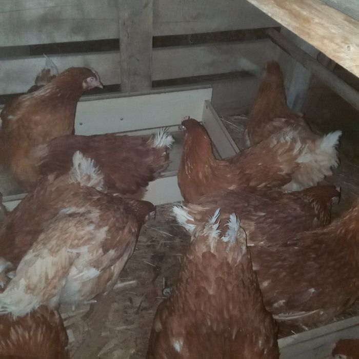 Куры несушки Ломан браун