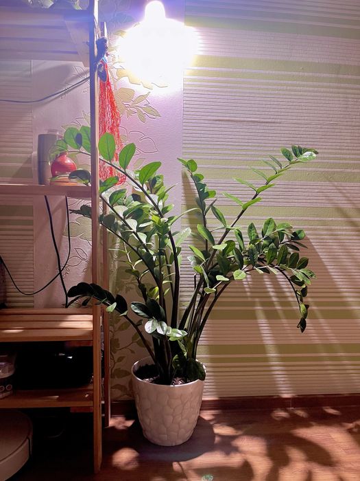 Замиокулькас долларовое дерево