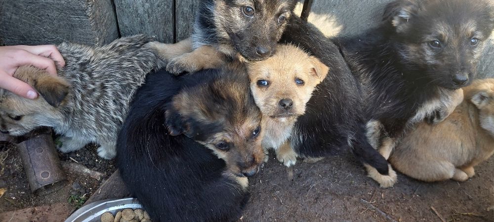 Donez căței metis talie mica