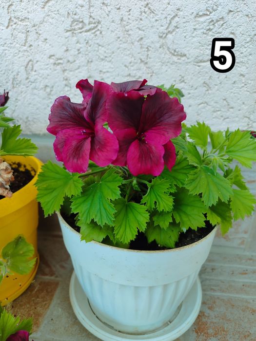 Мушкати, цветя за дома и градината.