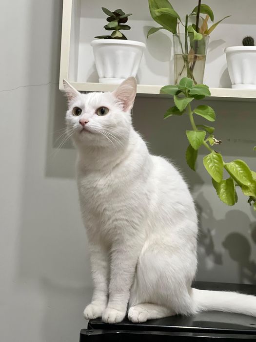 Отдам в хорошие руки кошечку