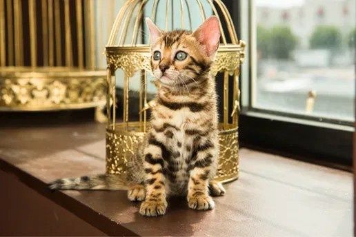 Pui pisica bengal asigur transport!