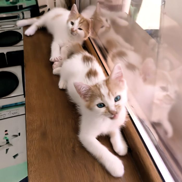 Мъжки котета на 3 месеца търсят дом