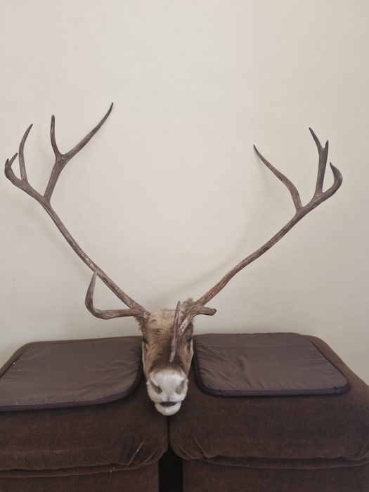 Еленски трофей глава с рога