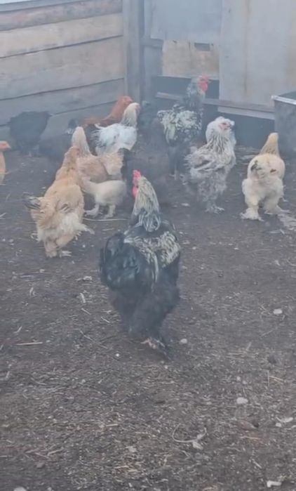 Продам курей брамы