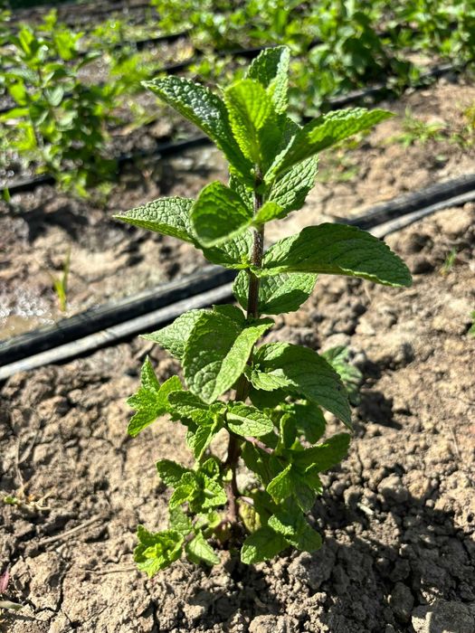 menta olandeza bio proaspata