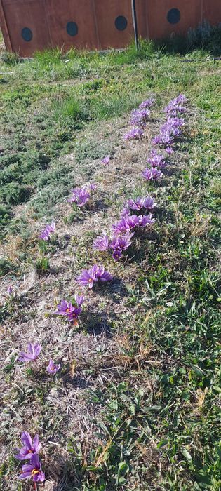 Шафран био ,отгледан в планиски регион