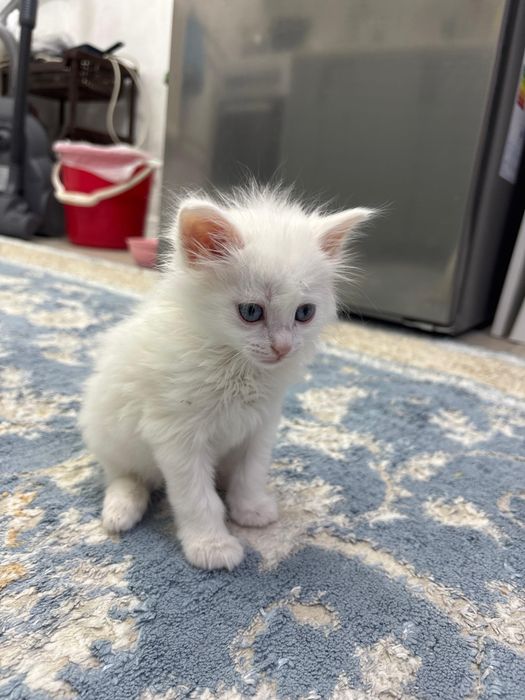 Продам белого котенка в добрые руки