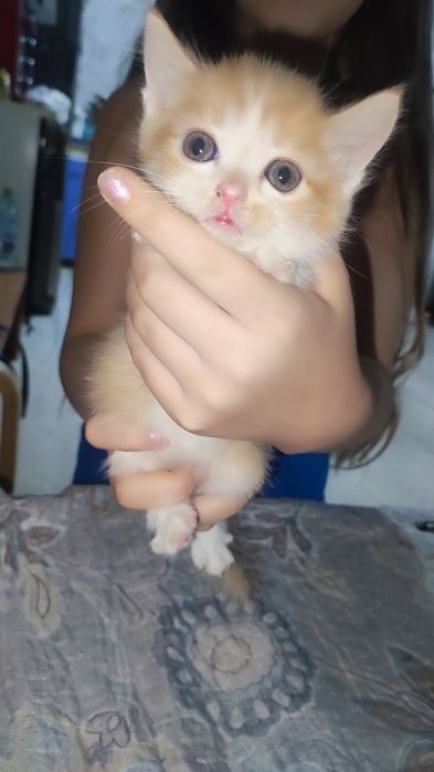 Котята, отдам даром