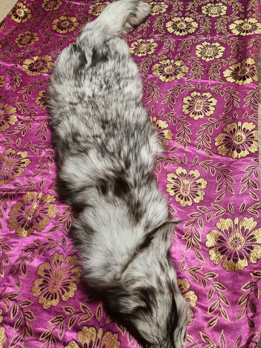 Продается воротник песец