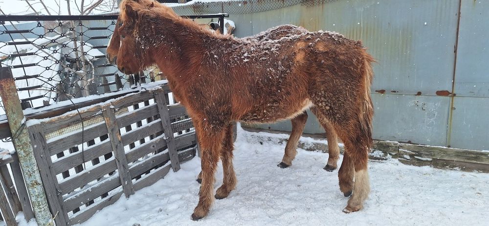 Продам лошадей две головы