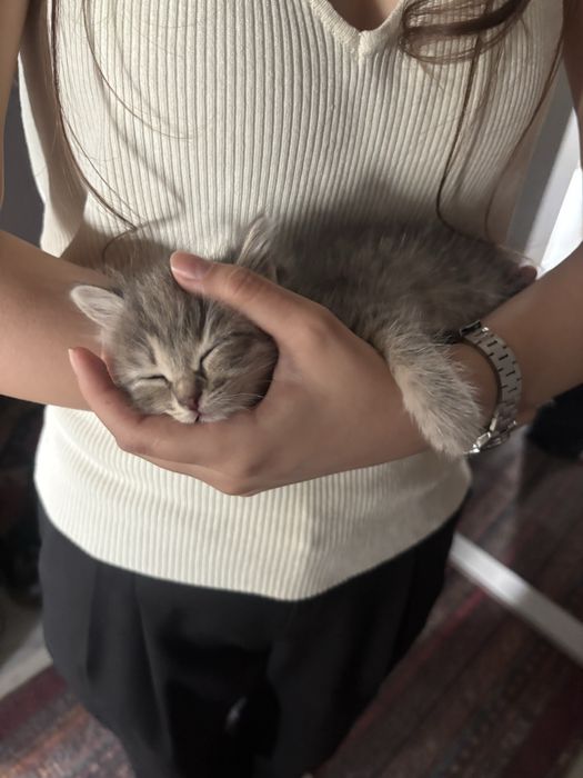Котёнок бесплатно