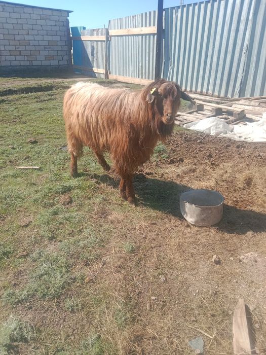 Продам коз с козлятами