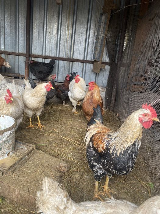 Продам куриц петухов