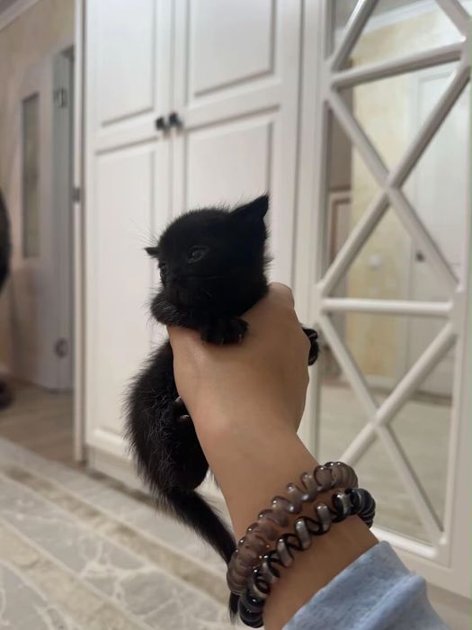 Продаются милые веслоухие котята